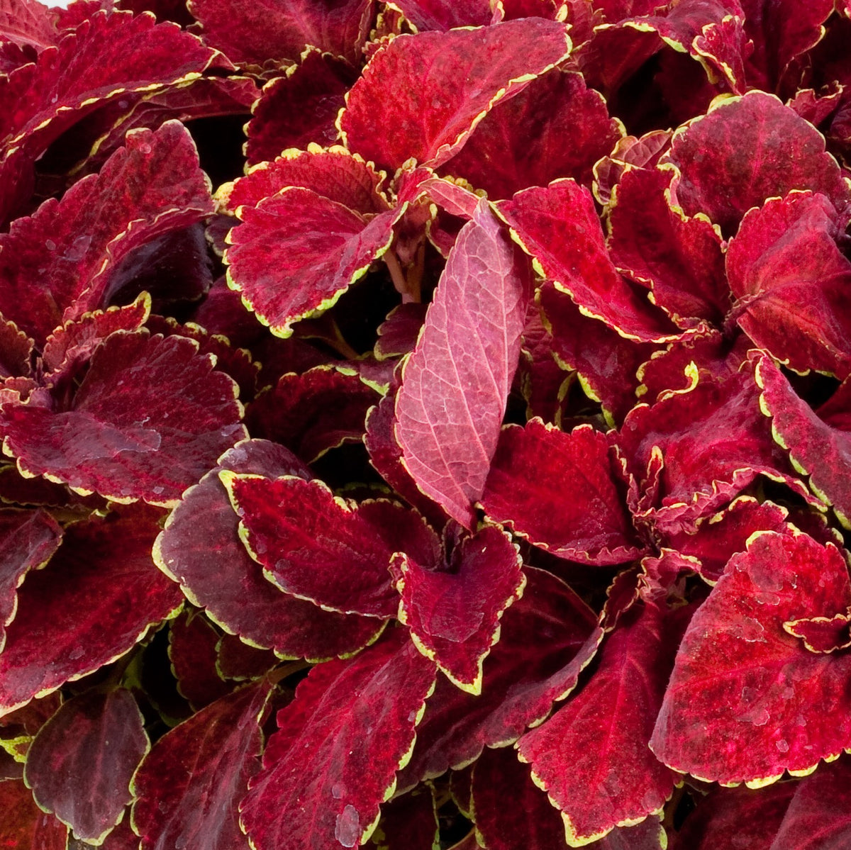 Ruby Ruffles Coleus Fairway Ruby Coleus Seeds | Red Foliage
