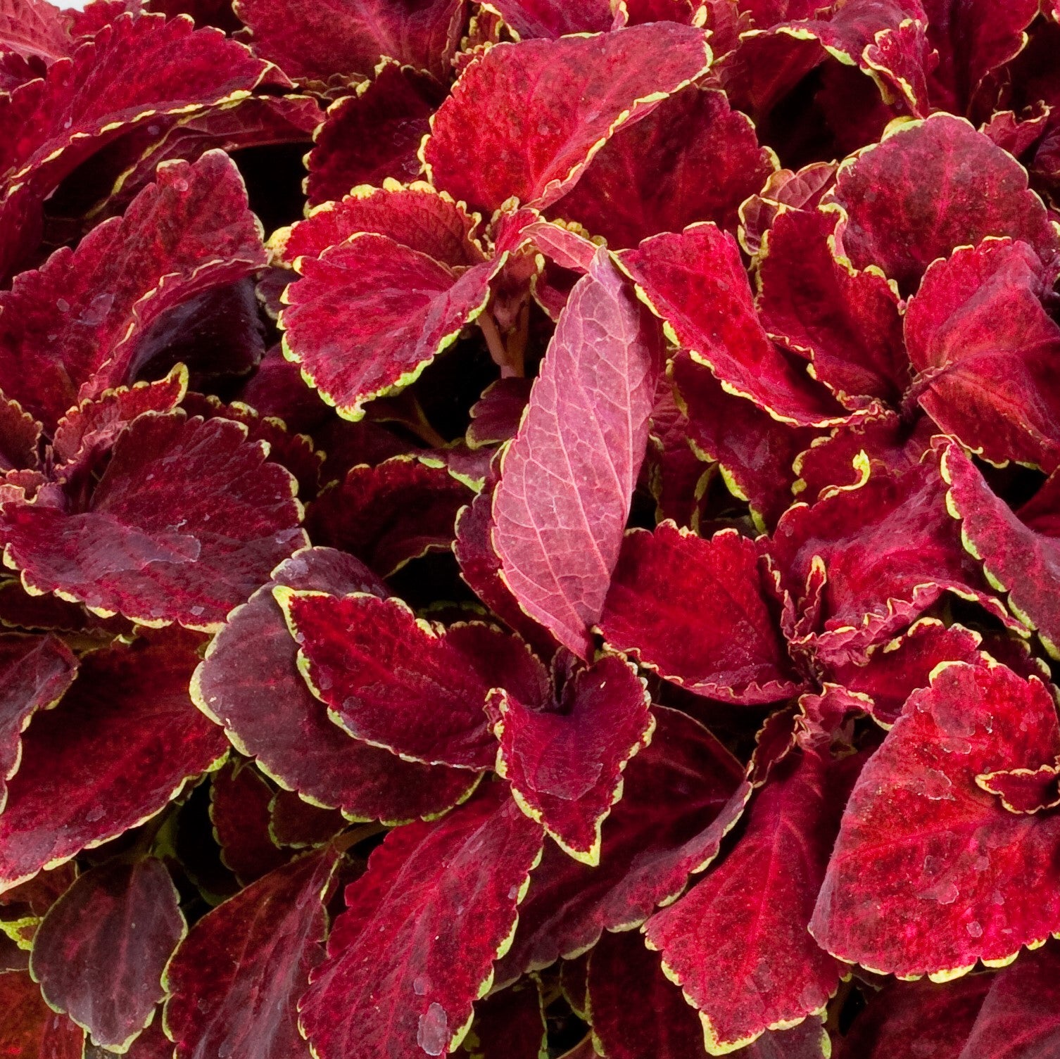 Coleus Seeds – Fairway Ruby
