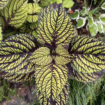 Coleus Seeds – Green & Black