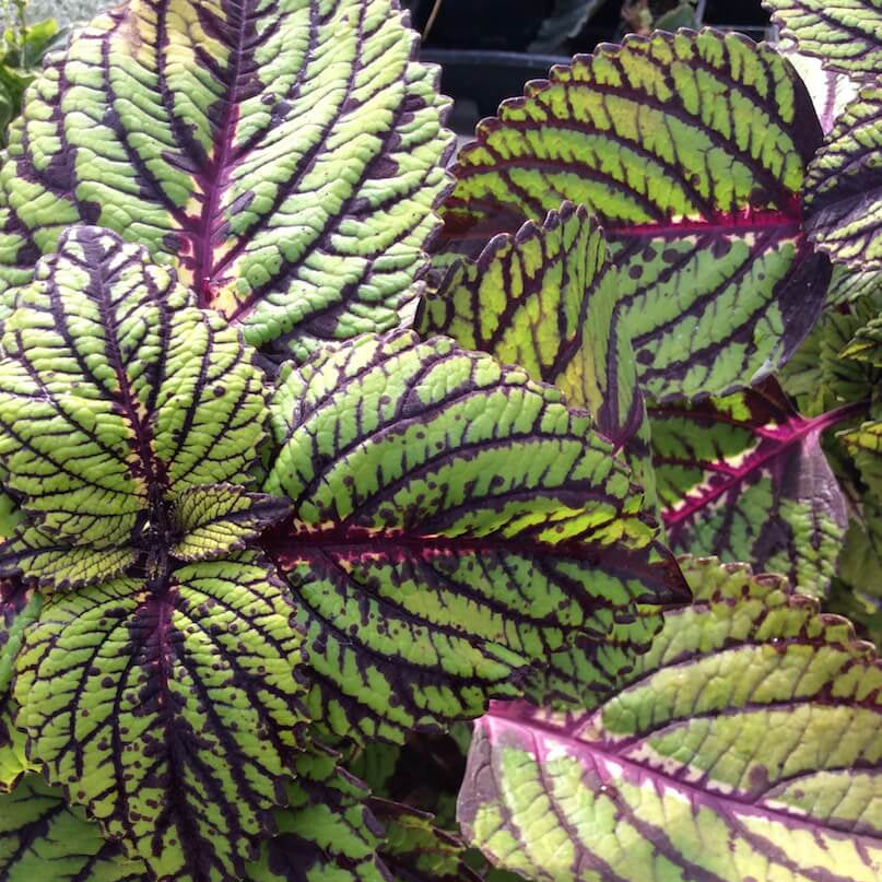 Coleus Seeds – Green & Black