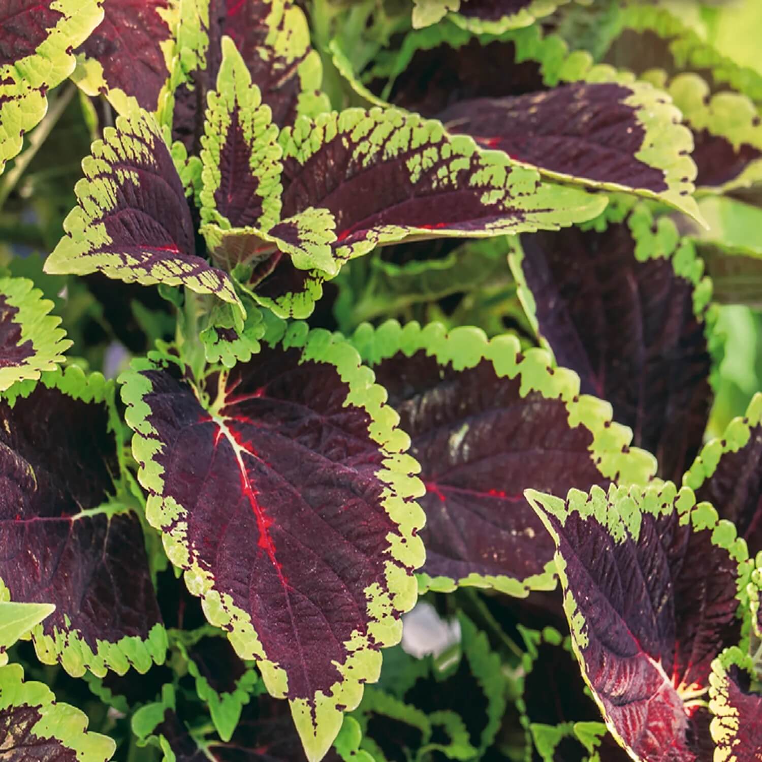 Coleus Seeds – Green Brown