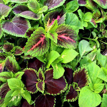 Coleus Seeds – Green Brown