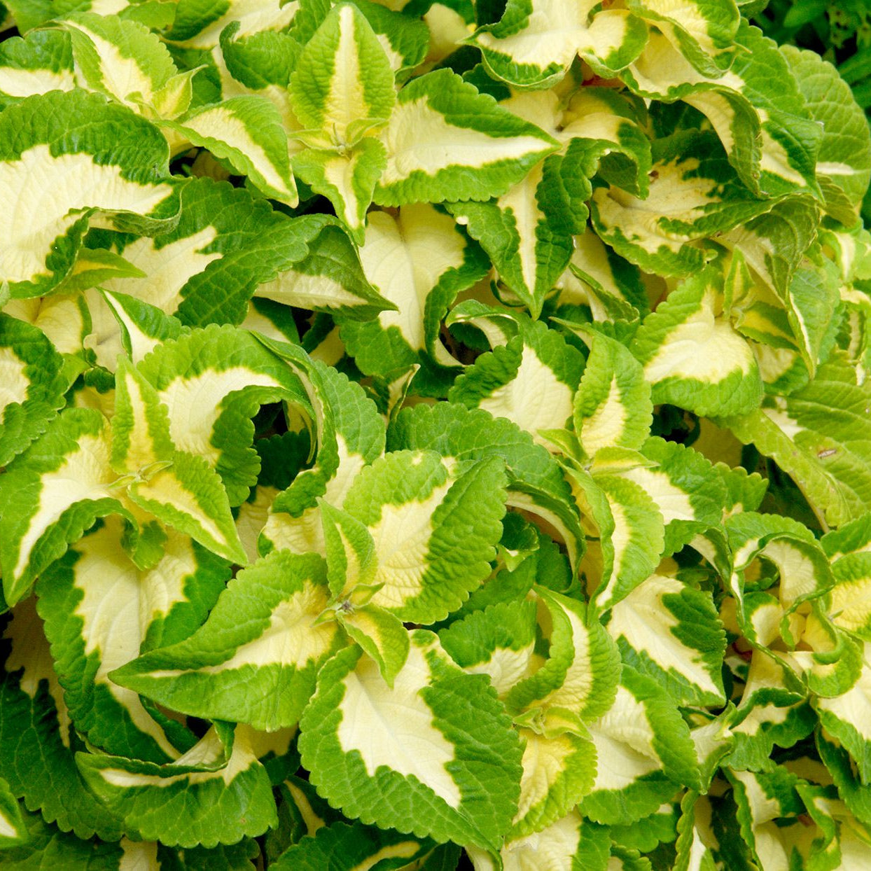 Coleus Seeds – Green White