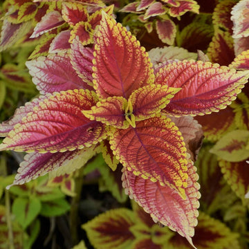 Coleus Seeds – Light Yellow & Pink