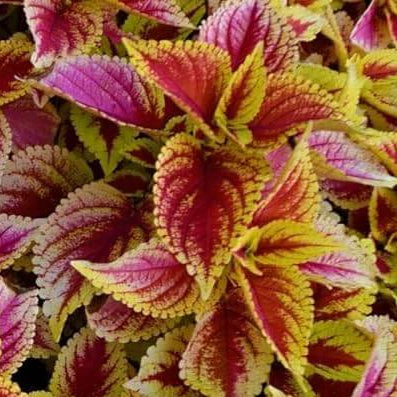 Coleus Seeds – Light Yellow & Pink