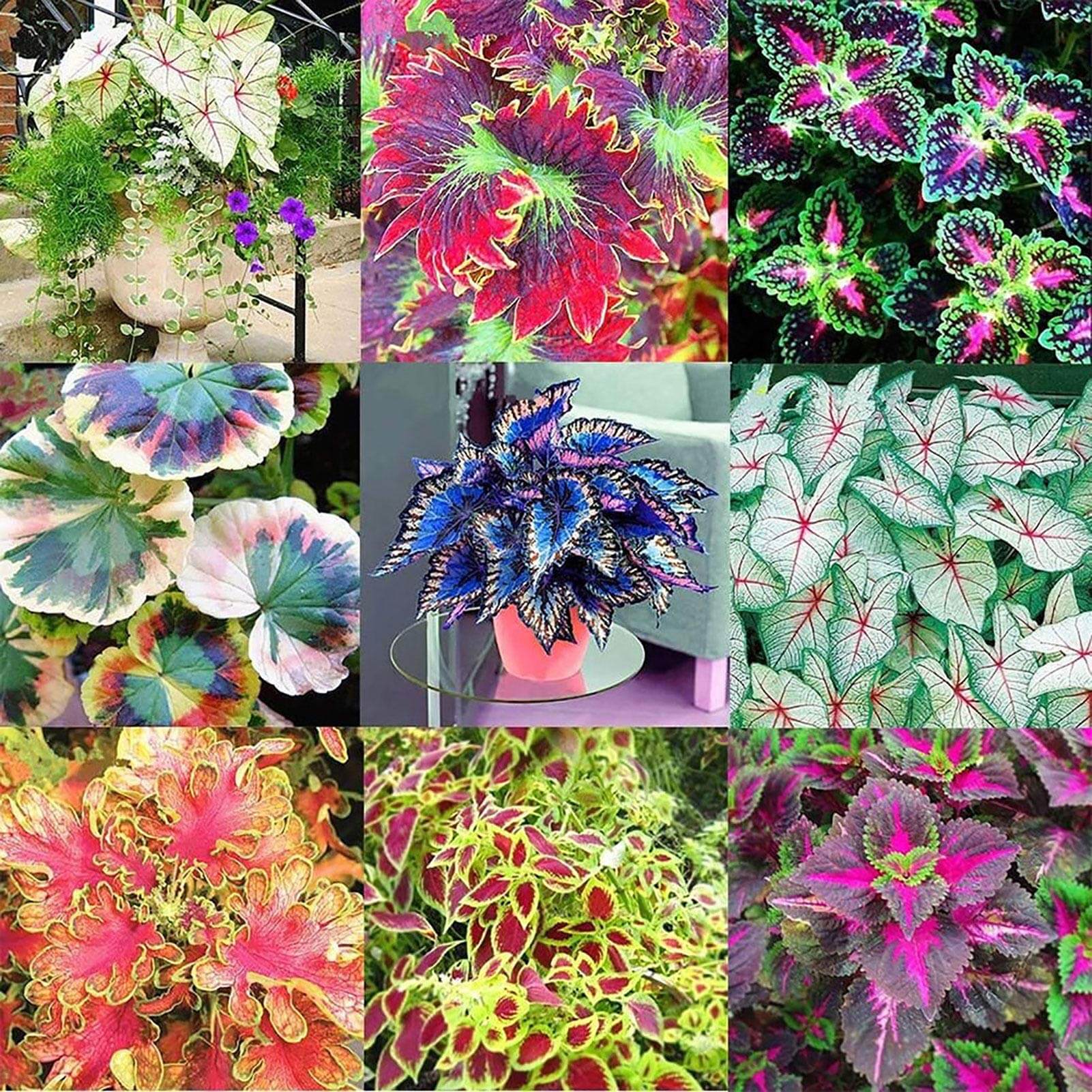 Coleus Seeds – Mixed