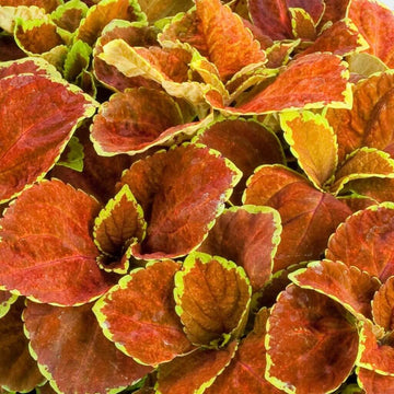 Coleus Seeds – Orange & Green