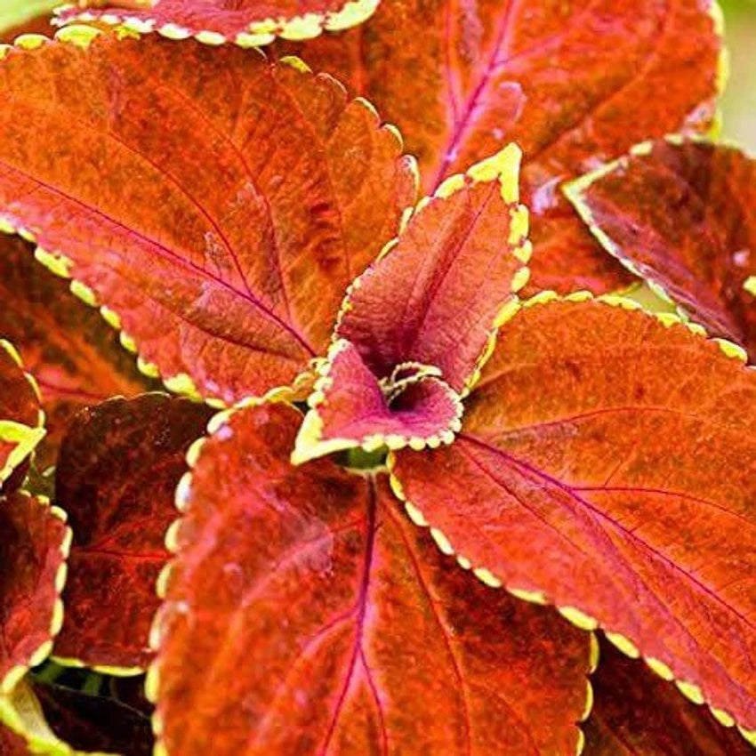 Coleus Seeds – Orange & Green