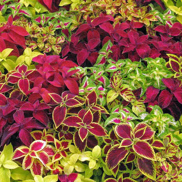 Coleus Seeds – Rainbow Mix
