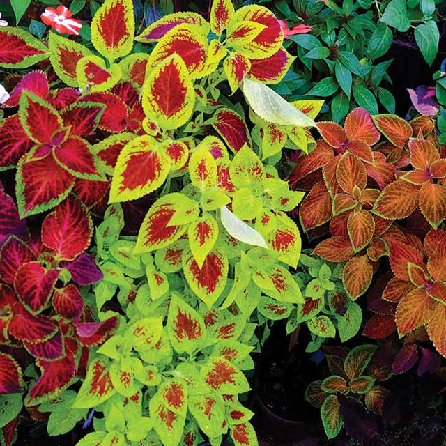 Coleus Seeds – Rainbow Mix
