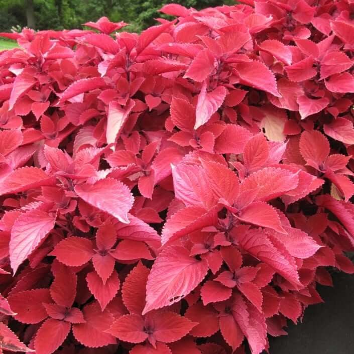 Coleus Seeds – Red