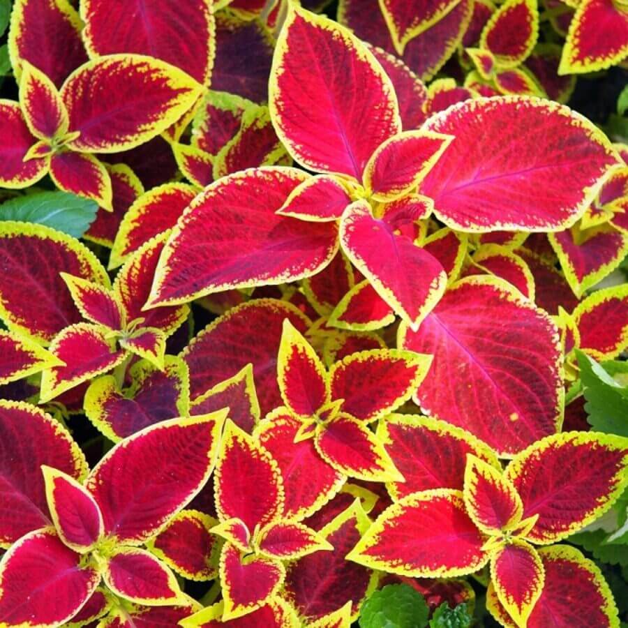 Coleus Seeds – Red Yellow