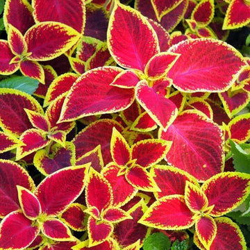 Coleus Seeds – Red Yellow