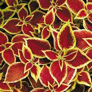 Coleus Seeds – Red Yellow