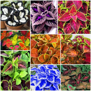 Coleus Seeds - All In One For Home Gardens