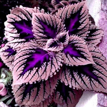 Coleus Seeds - All In One For Home Gardens