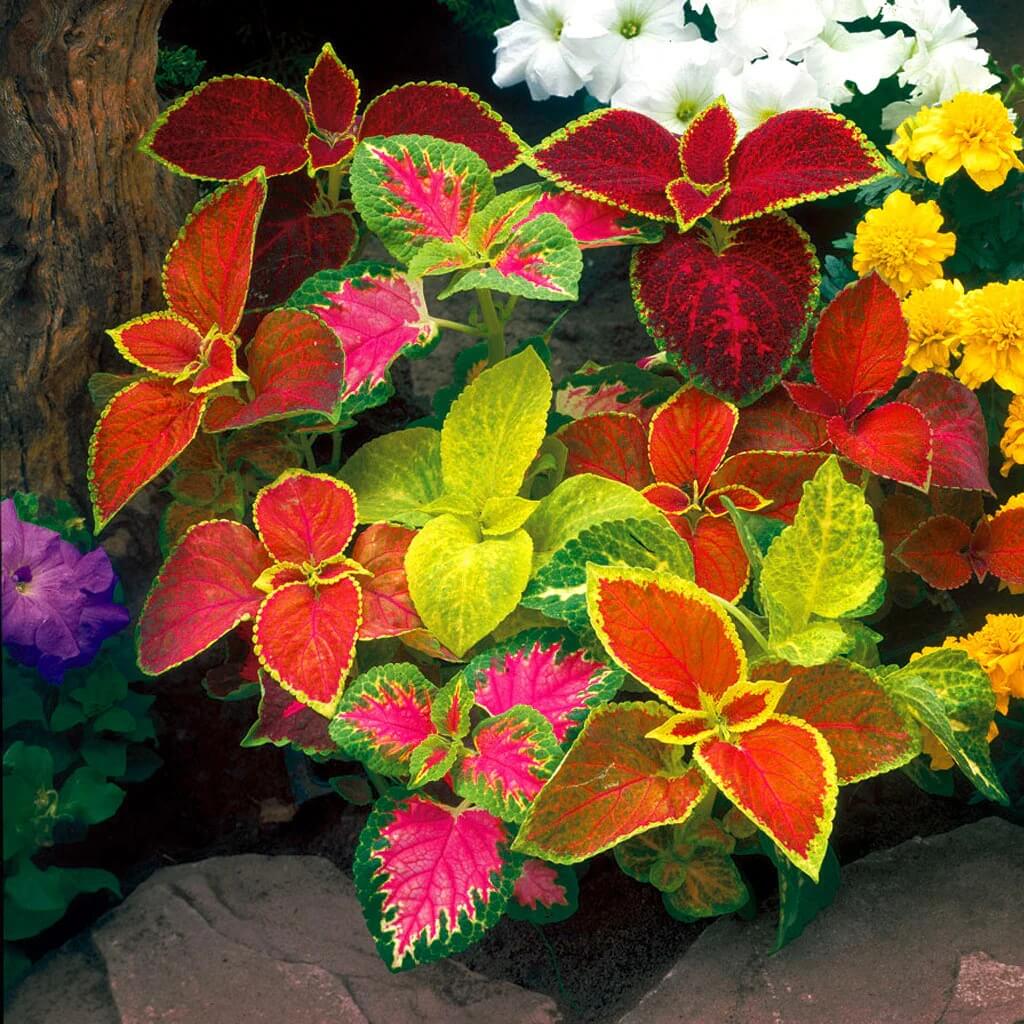 Coleus Seeds - All In One For Home Gardens