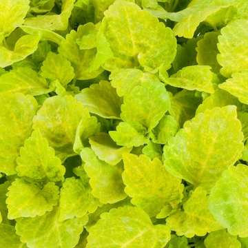 Coleus Seeds - Fairway Yellow
