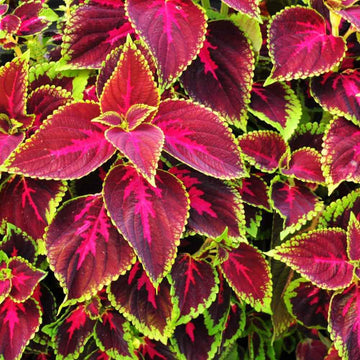 Coleus Seeds - Flower Plant for Home Gardens