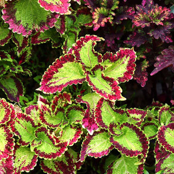 Coleus Seeds - Flower Plant for Home Gardens