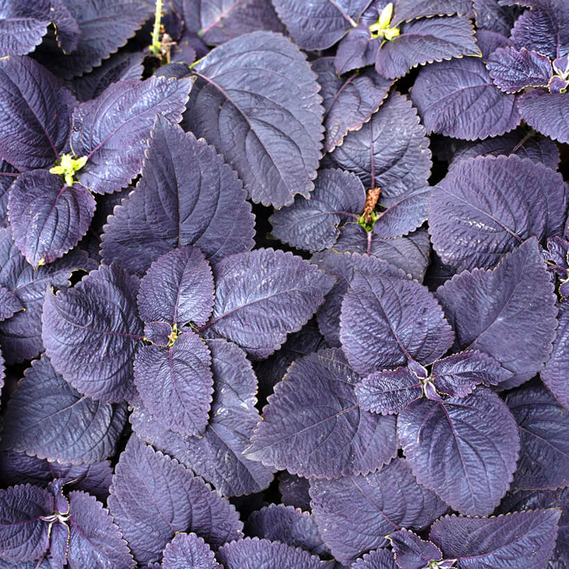 Coleus Seeds – Black