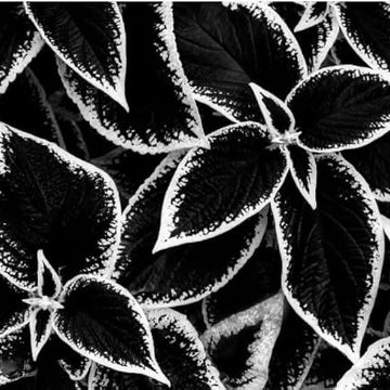 Coleus Seeds – Black White