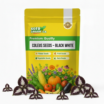 Coleus Seeds – Black White