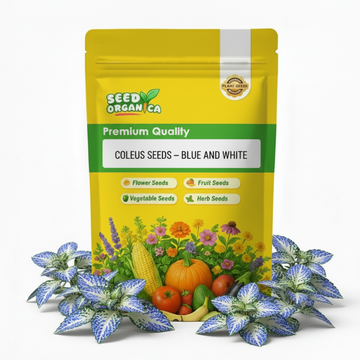 Coleus Seeds – Blue and White