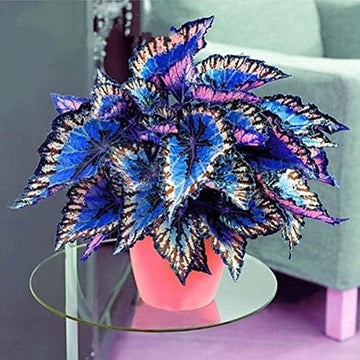 Coleus Seeds – Colorful