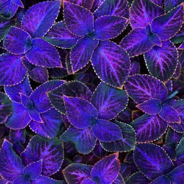 Coleus Seeds – Deep Blue