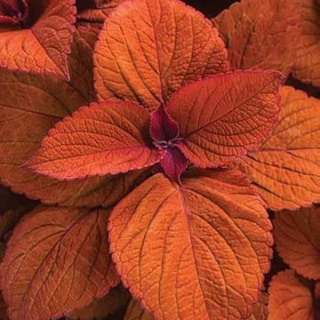 Coleus Seeds – Deep Orange