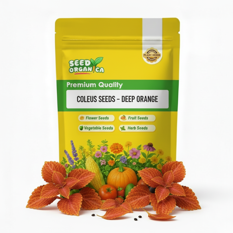 Coleus Seeds – Deep Orange
