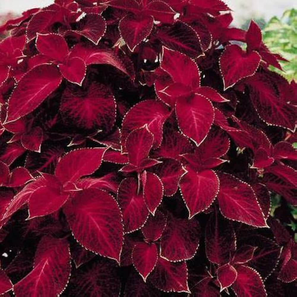 Coleus Seeds – Deep Red