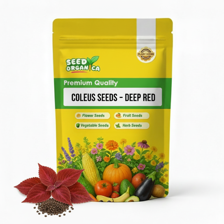 Coleus Seeds – Deep Red