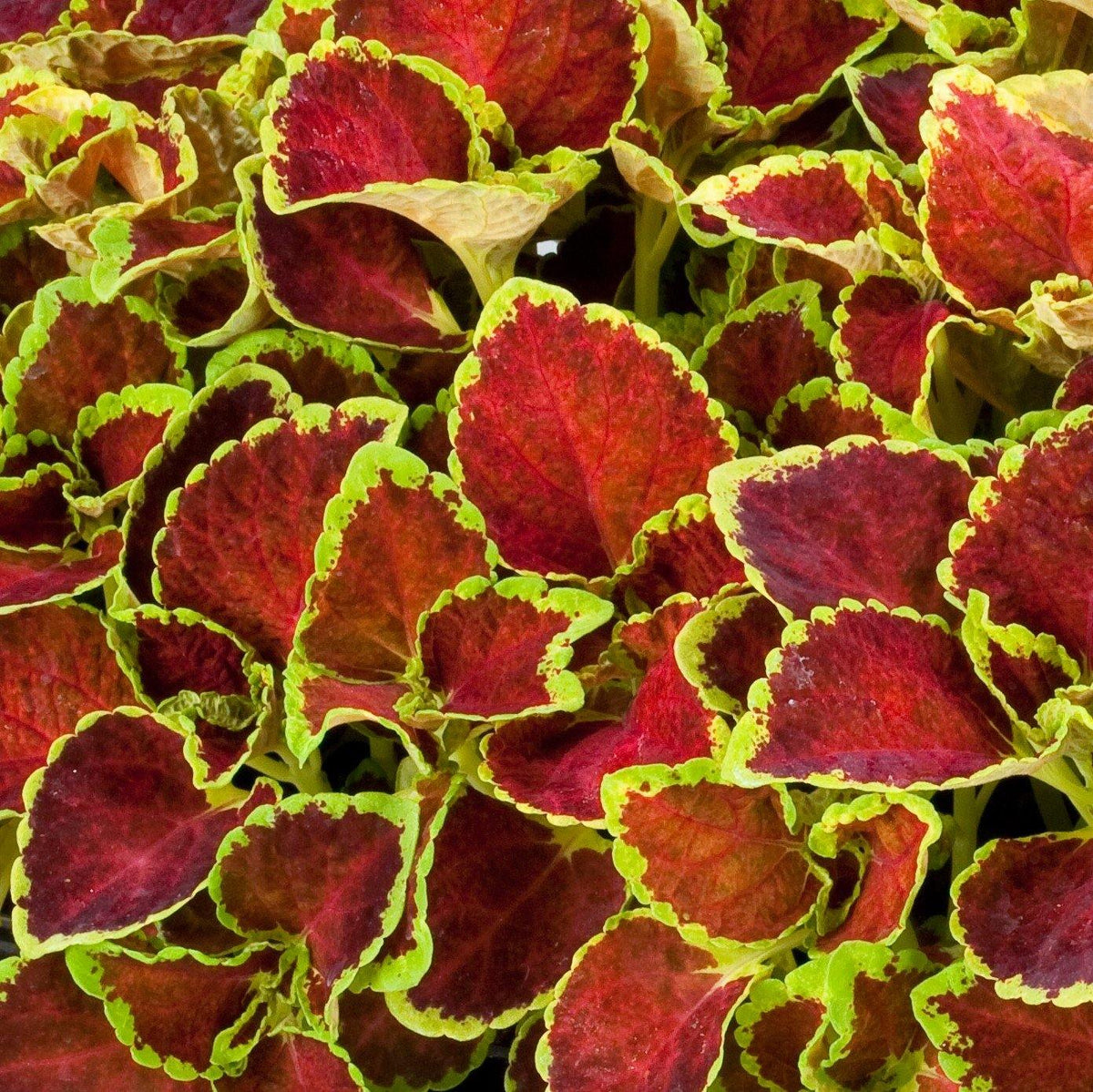 Ruby Ruffles Coleus Fairway Ruby Coleus Seeds | Red Foliage