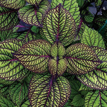 Coleus Seeds – Green & Black