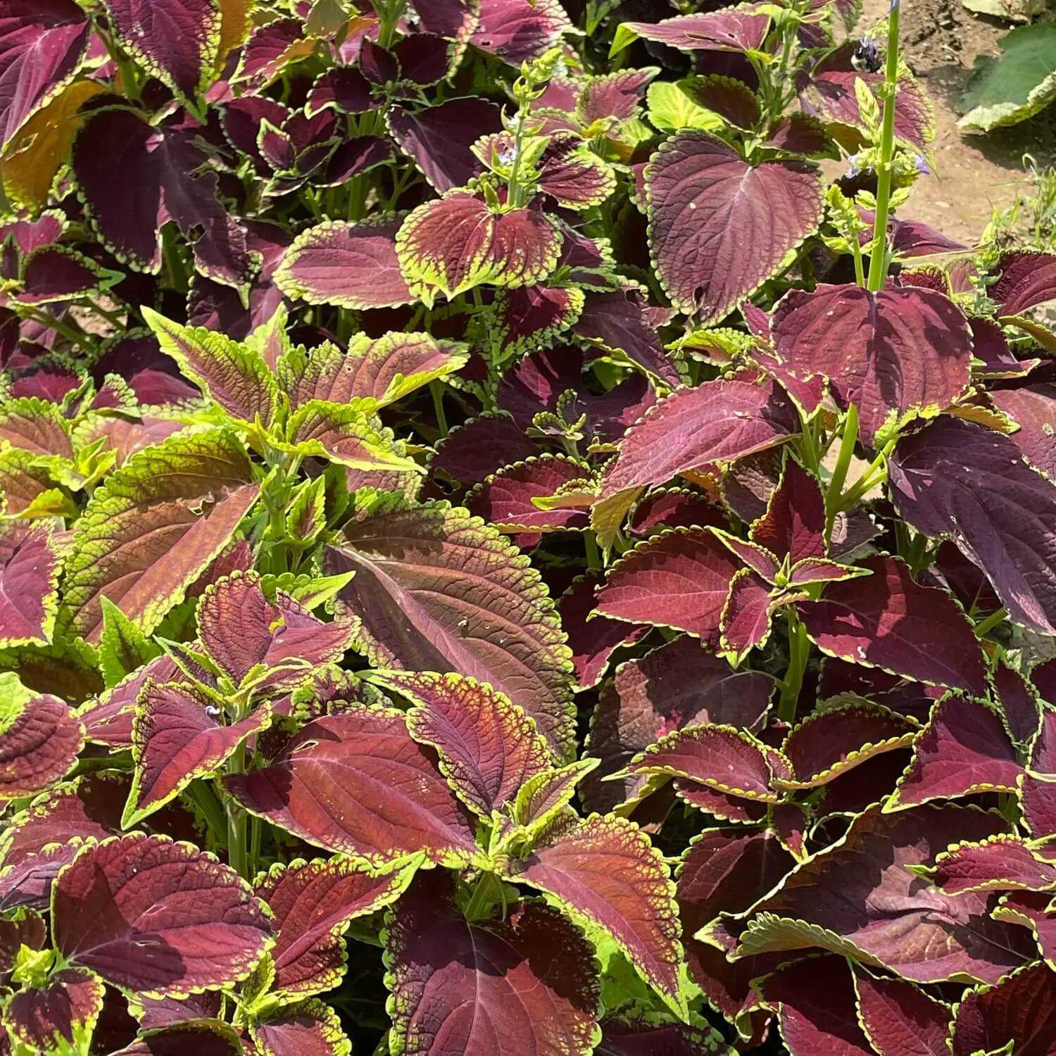 Coleus Seeds – Green Brown