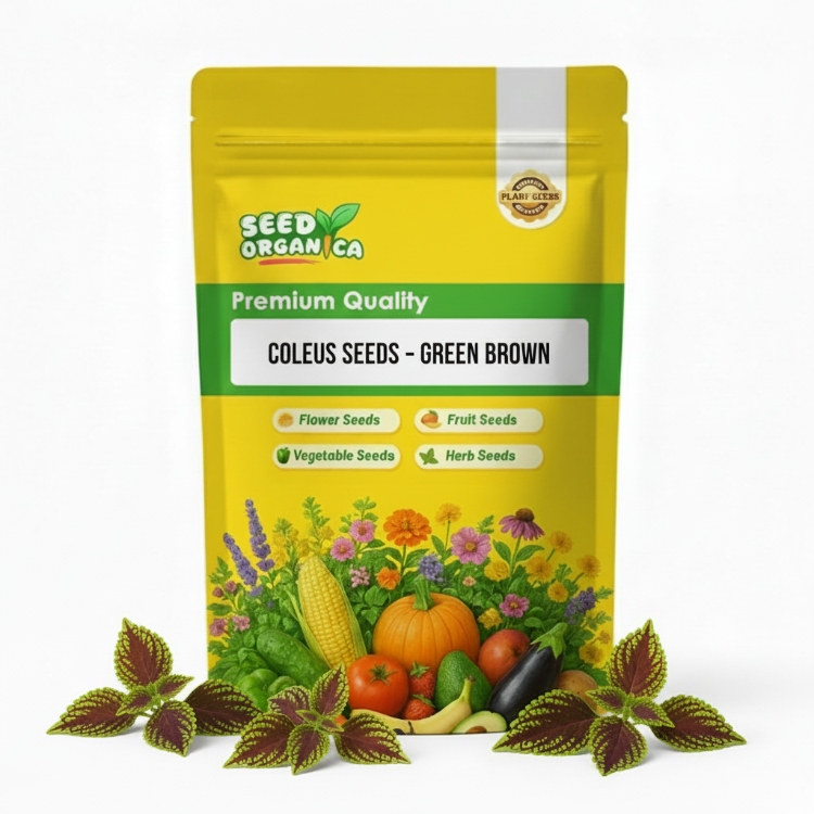 Coleus Seeds – Green Brown