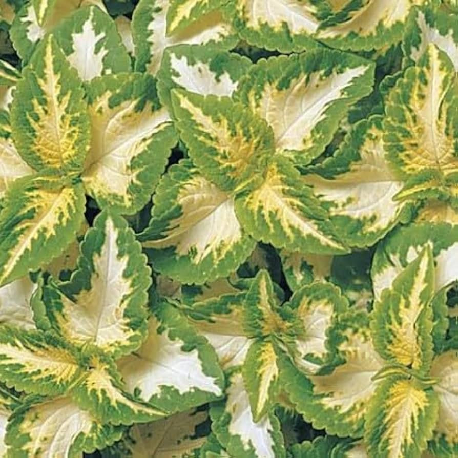 Coleus Seeds – Green White