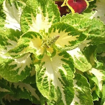 Coleus Seeds – Green White