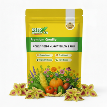 Coleus Seeds – Light Yellow & Pink