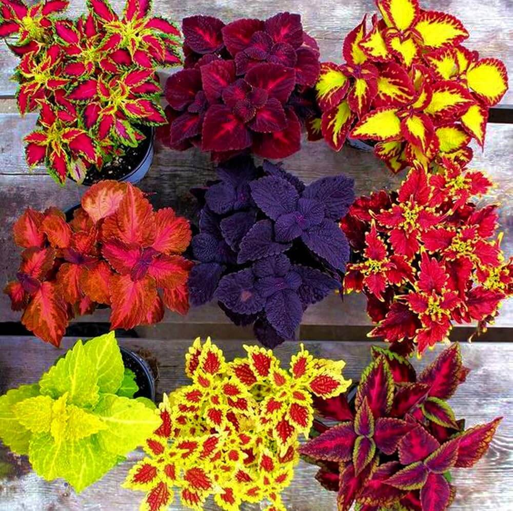 Coleus Seeds – Mixed
