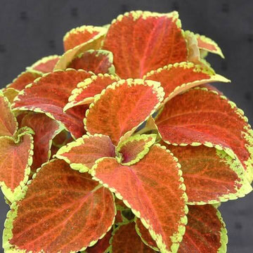 Coleus Seeds – Orange & Green