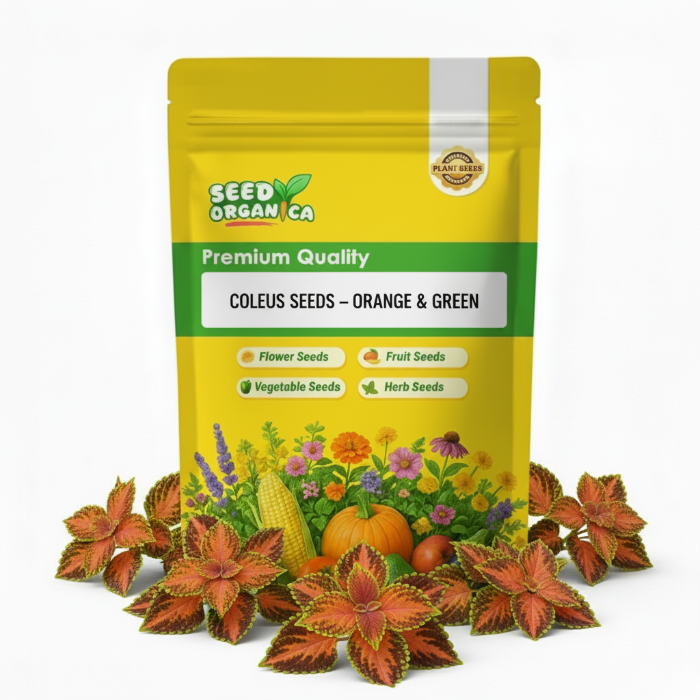 Coleus Seeds – Orange & Green