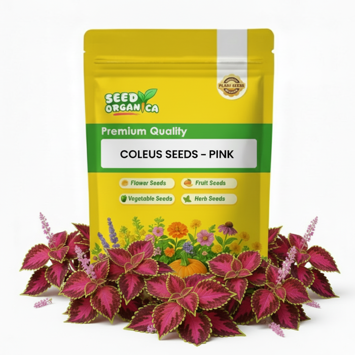 Coleus Seeds –  Pink