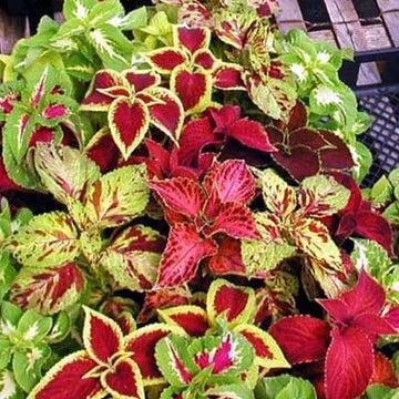 Coleus Seeds – Rainbow Mix
