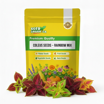 Coleus Seeds – Rainbow Mix