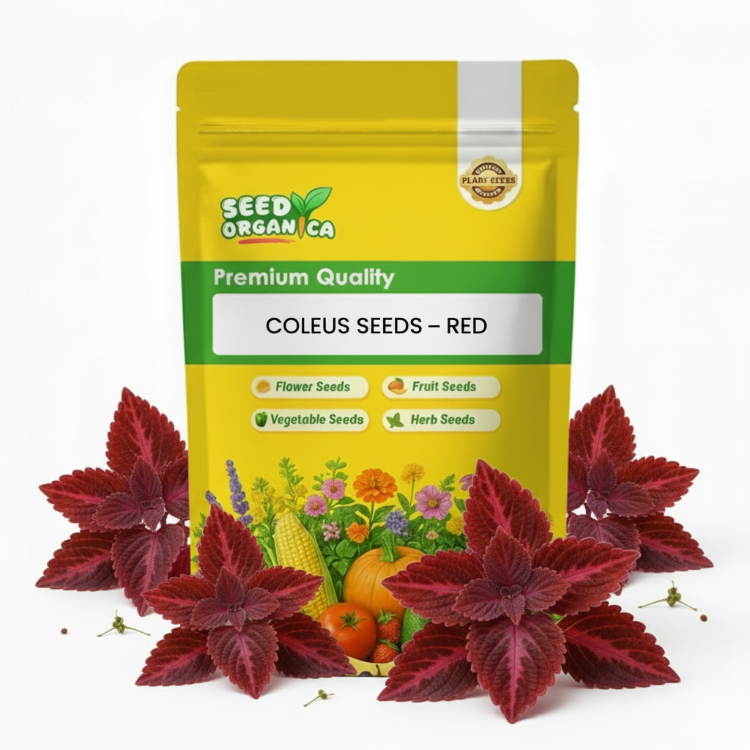 Red Coleus Seeds | Vibrant Foliage Plant