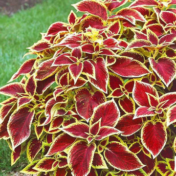 Coleus Seeds – Red Yellow