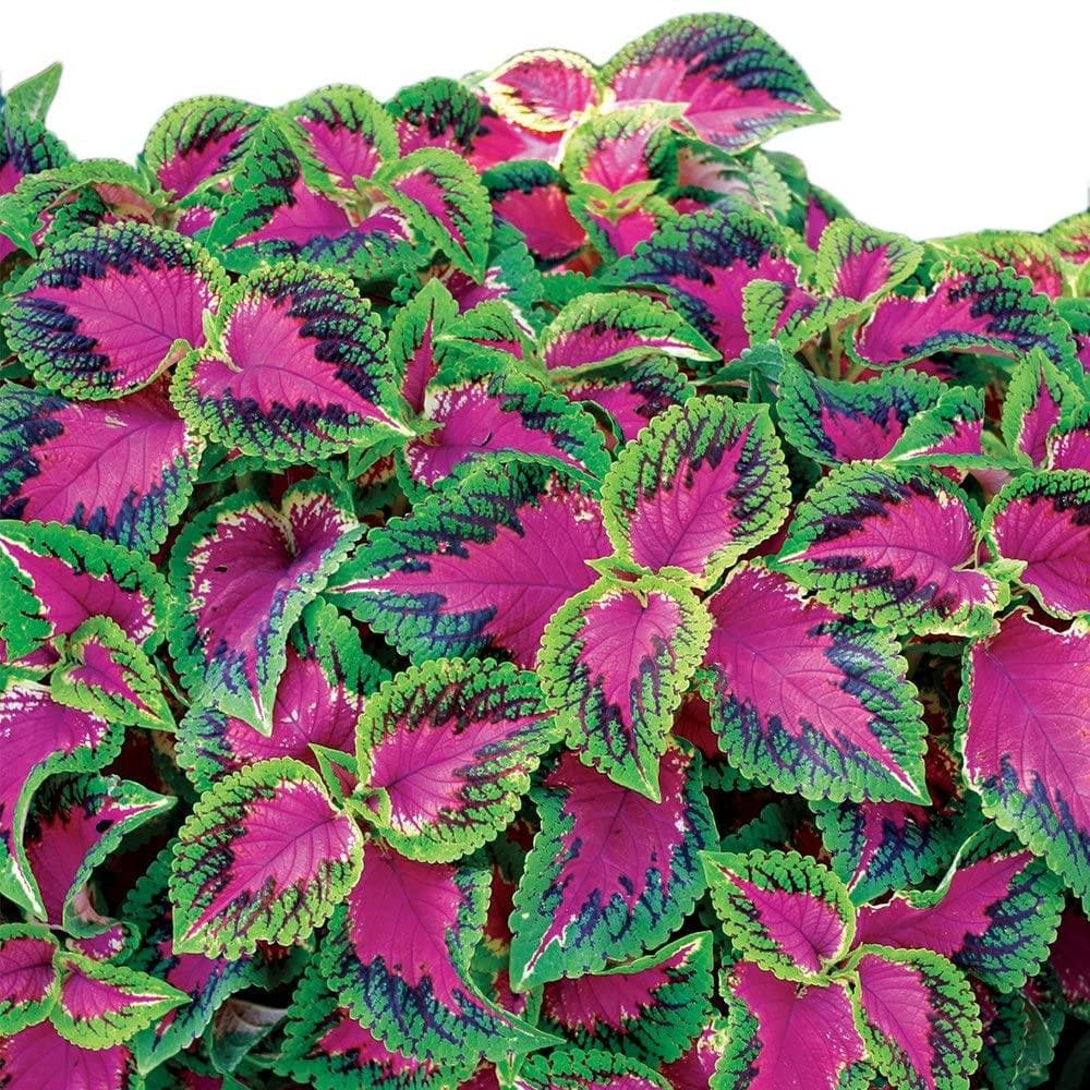 Coleus Seeds – Semi Jazz Pink